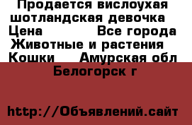 Продается вислоухая шотландская девочка › Цена ­ 8 500 - Все города Животные и растения » Кошки   . Амурская обл.,Белогорск г.